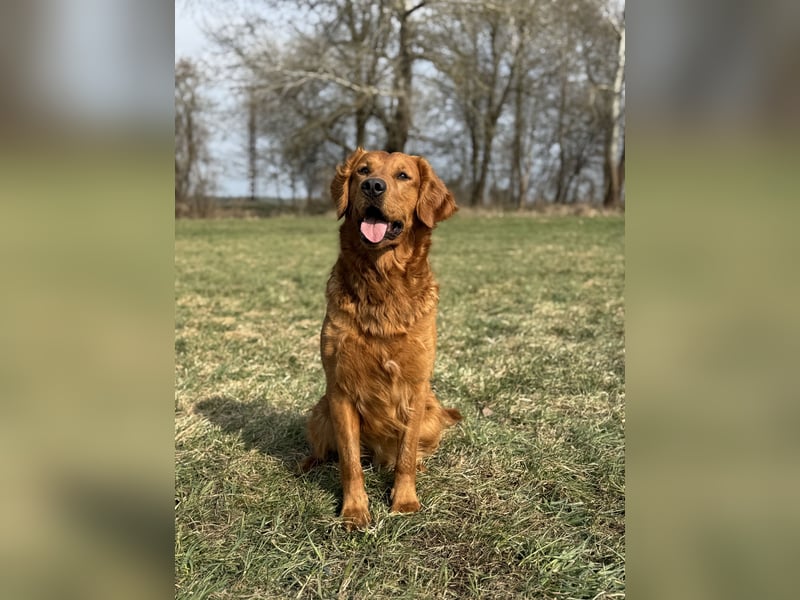 Golden Retriever Deckrüde