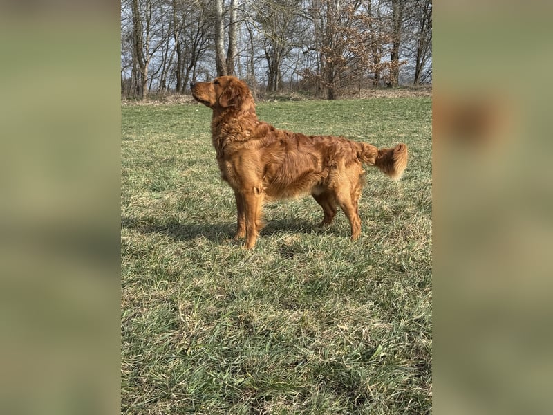 Golden Retriever Deckrüde
