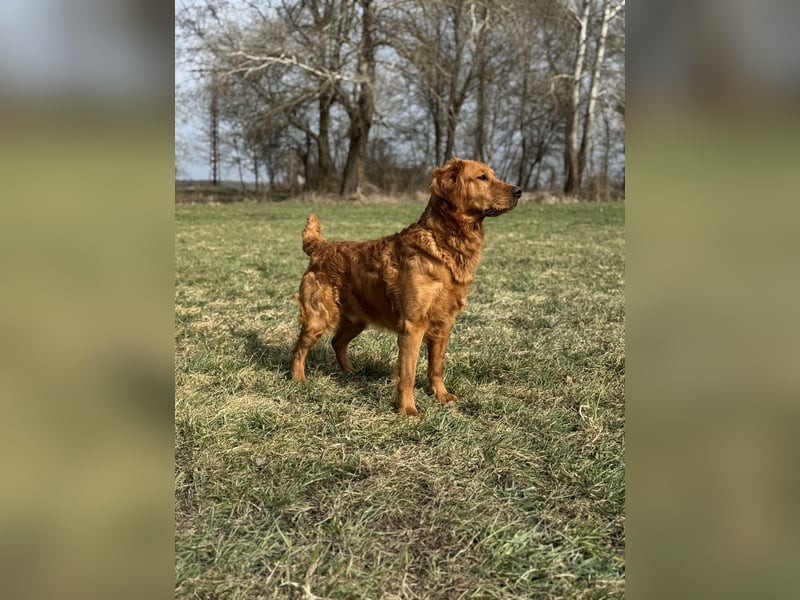 Golden Retriever Deckrüde