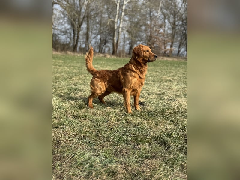 Golden Retriever Deckrüde