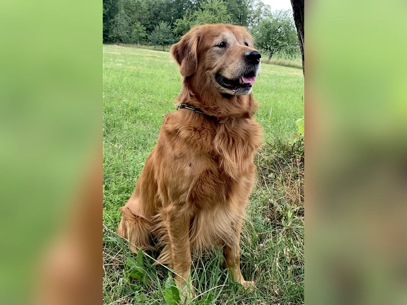 Dark Golden Retriever Deckrüde