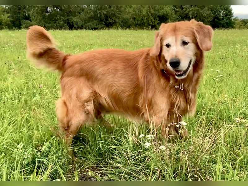 Außergewöhnlicher Deckrüde Red-Fox Golden Retriever mit bestem Wesen & starker Vererbung