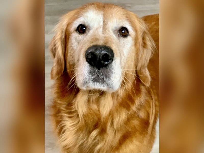 Dark Golden Retriever Deckrüde