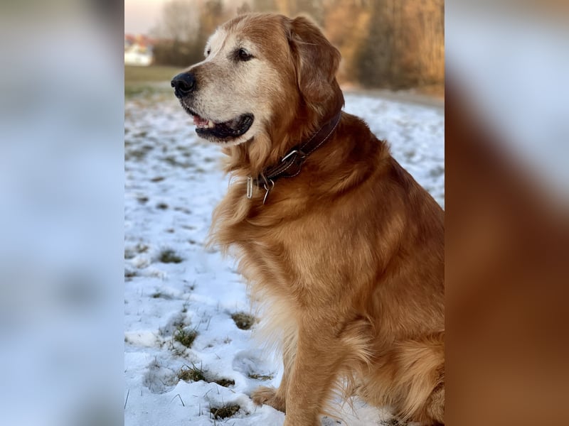 Dark Golden Retriever Deckrüde