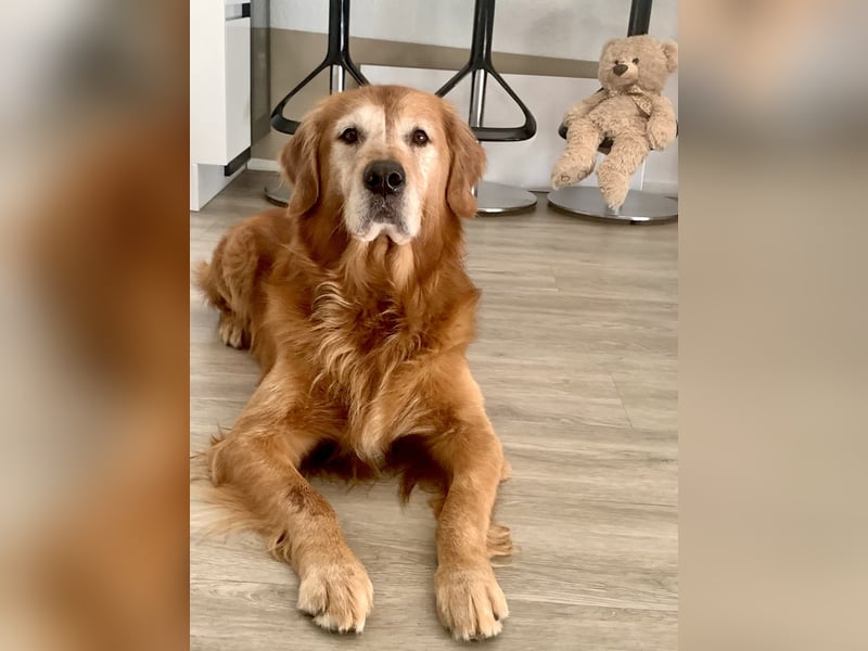 Dark Golden Retriever Deckrüde