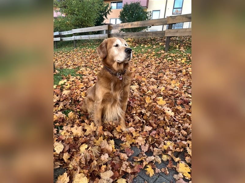 Dark Golden Retriever Deckrüde