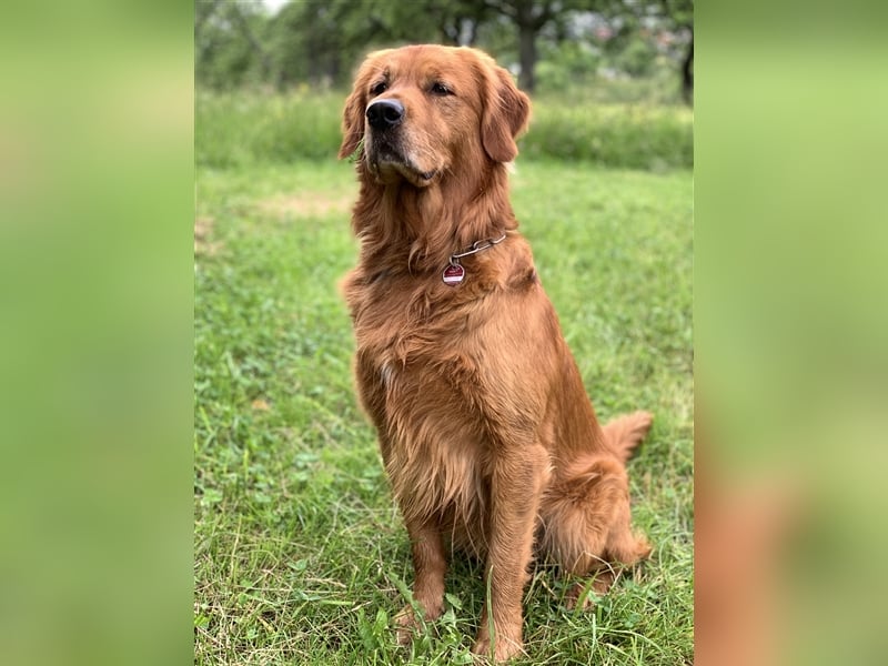 Dark Golden Retriever Deckrüde