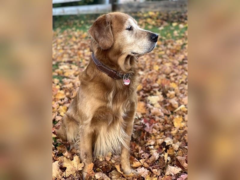 Dark Golden Retriever Deckrüde