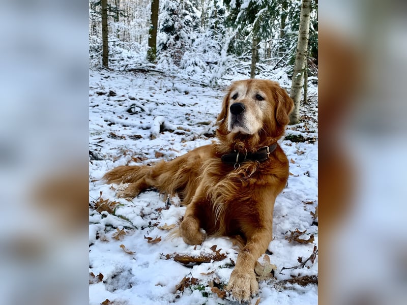 Dark Golden Retriever Deckrüde
