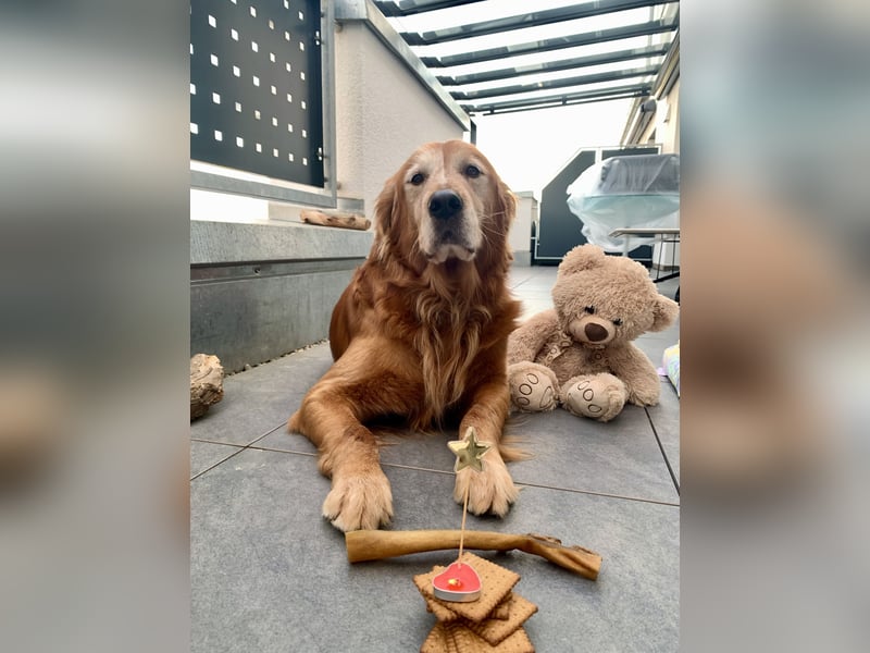 Dark Golden Retriever Deckrüde