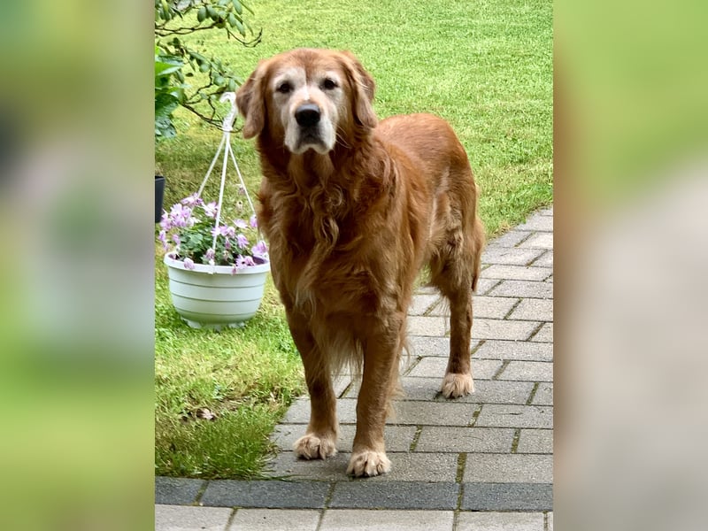 Dark Golden Retriever Deckrüde