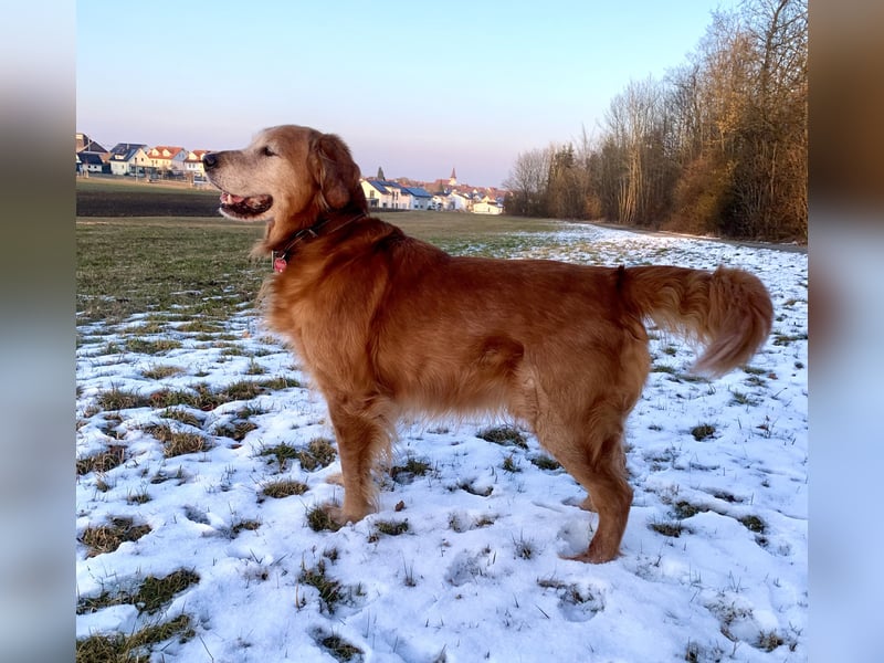 Dark Golden Retriever Deckrüde