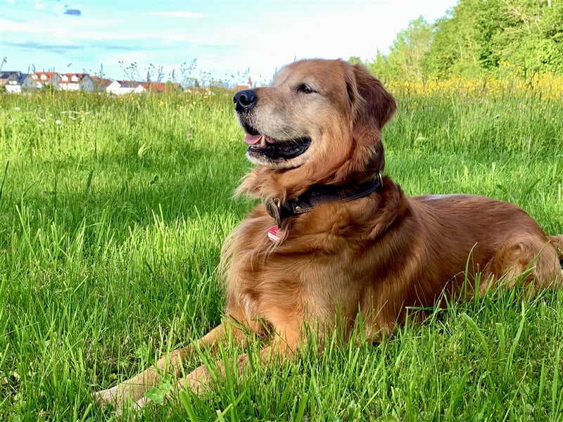 Dark Golden Retriever Deckrüde