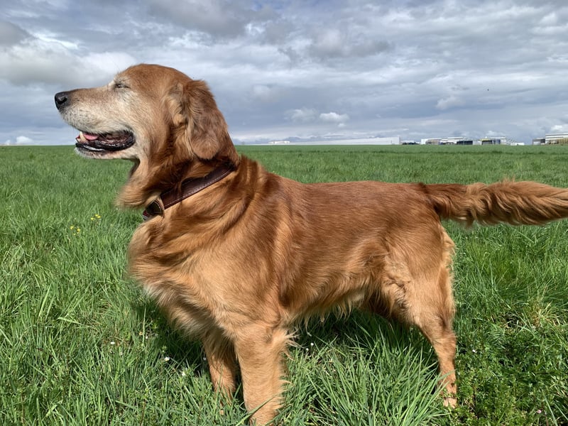 Dark Golden Retriever Deckrüde
