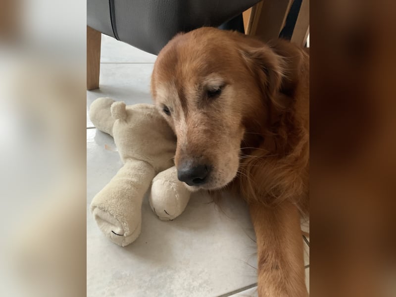 Dark Golden Retriever Deckrüde