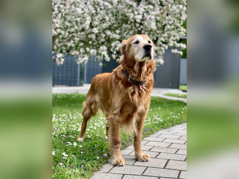 Dark Golden Retriever Deckrüde