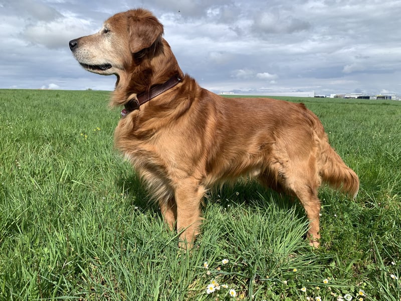 Dark Golden Retriever Deckrüde