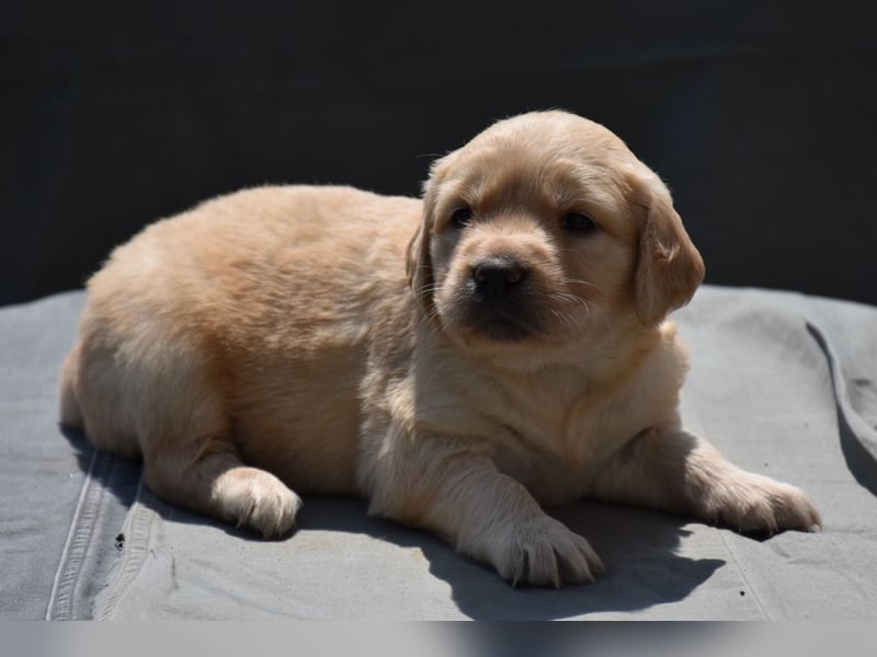 süße reinrassige Goldenretriever Welpen suchen liebevolle Familie