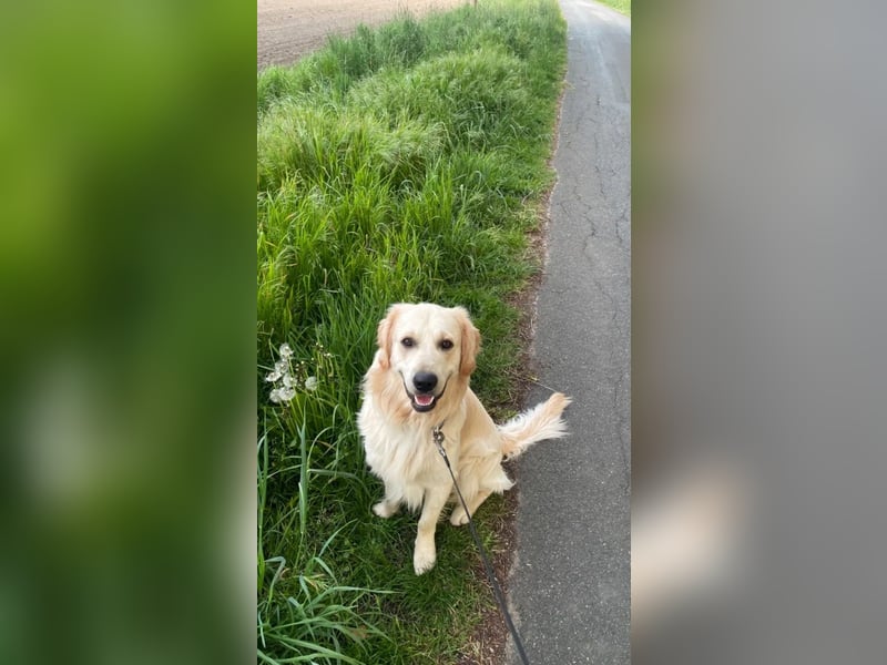 Golden Retriever (Deckrüde) MIT DECKERFAHRUNG!
