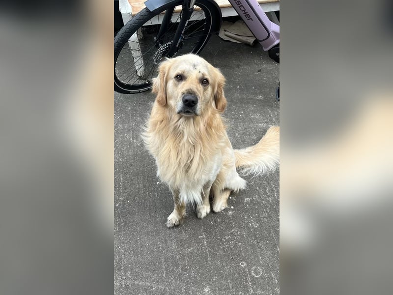 Golden Retriever (Deckrüde) MIT DECKERFAHRUNG!