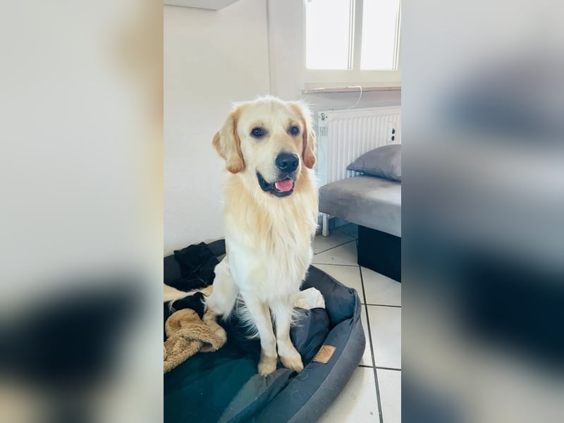 Golden Retriever (Deckrüde) MIT DECKERFAHRUNG!