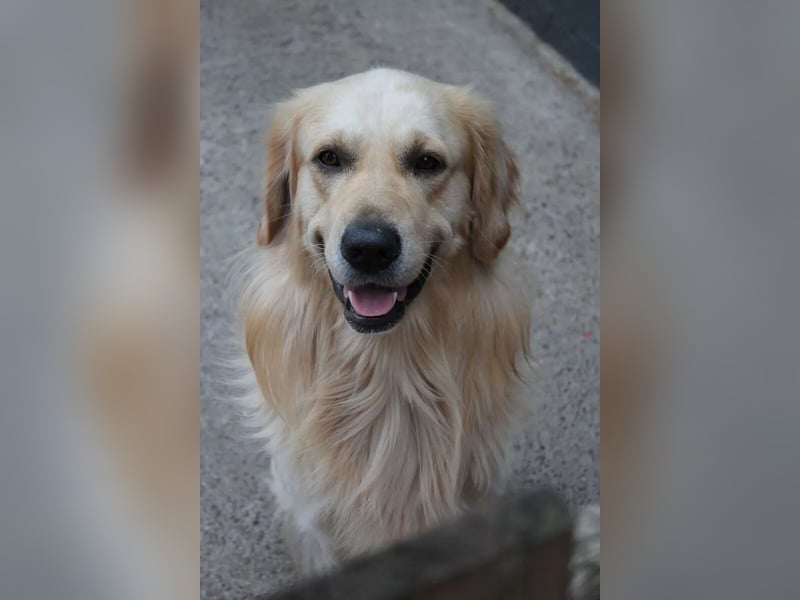 Golden Retriever (Deckrüde) MIT DECKERFAHRUNG!