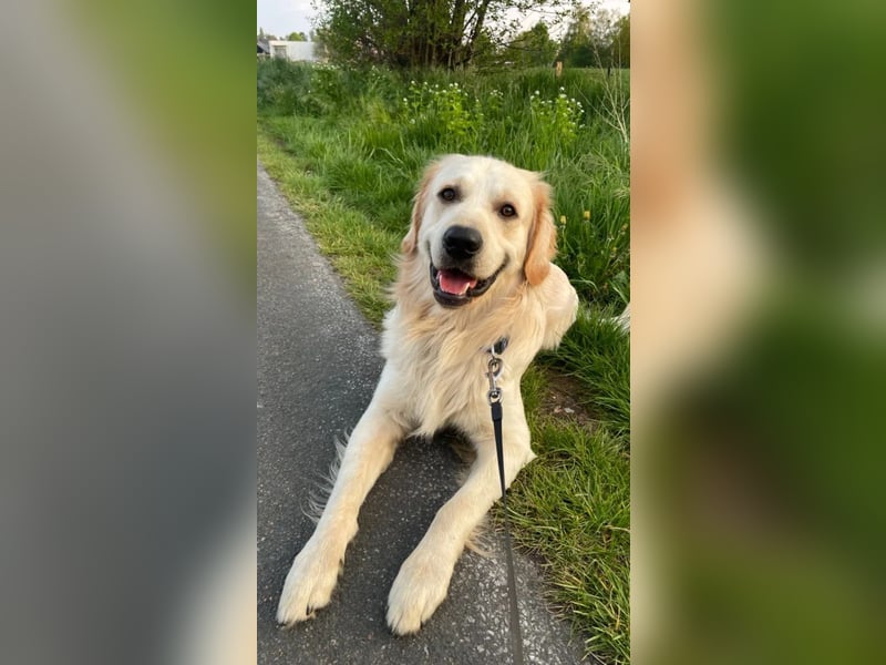 Golden Retriever (Deckrüde) MIT DECKERFAHRUNG!
