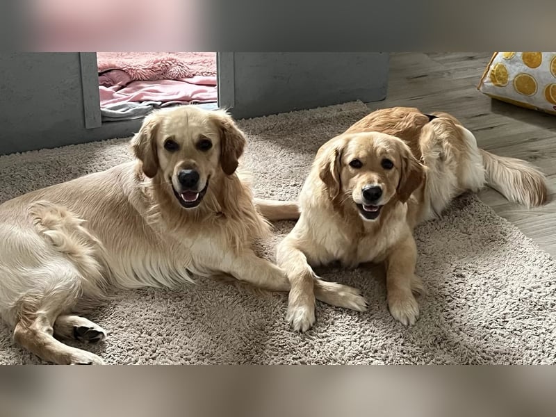 Golden Retriever (Deckrüde) MIT DECKERFAHRUNG!