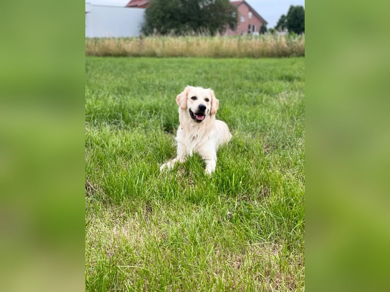 Golden Retriever (Deckrüde) MIT DECKERFAHRUNG!