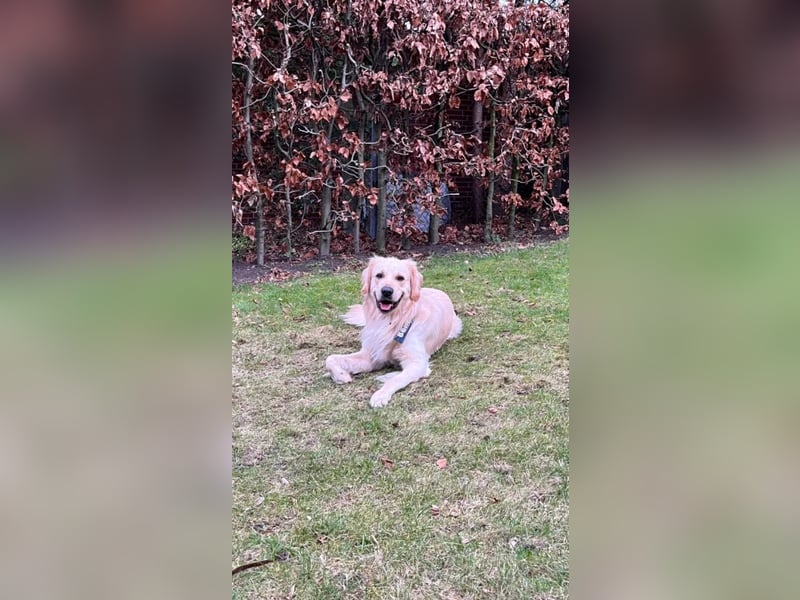 Golden Retriever (Deckrüde) MIT DECKERFAHRUNG!