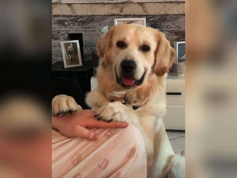 Golden Retriever (Deckrüde) MIT DECKERFAHRUNG!