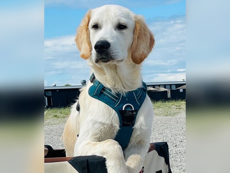 Golden Retriever (Deckrüde) MIT DECKERFAHRUNG!