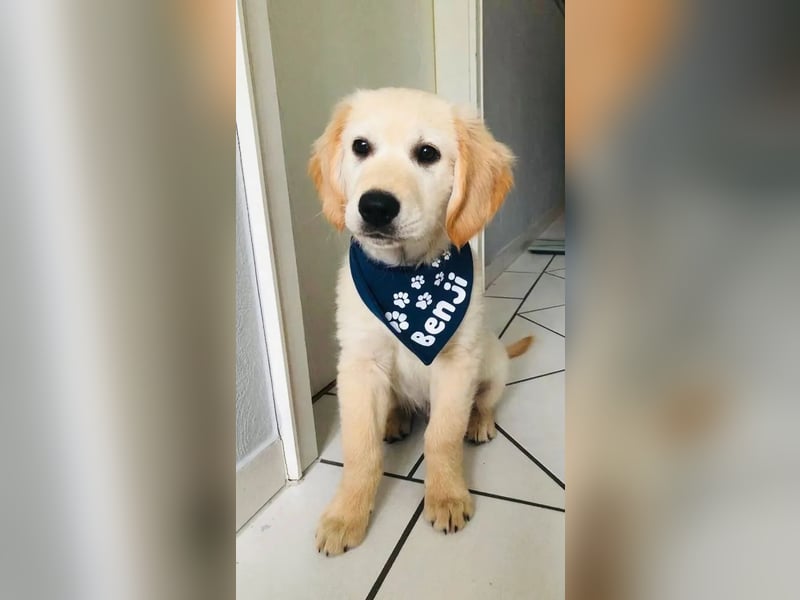 Golden Retriever (Deckrüde) MIT DECKERFAHRUNG!