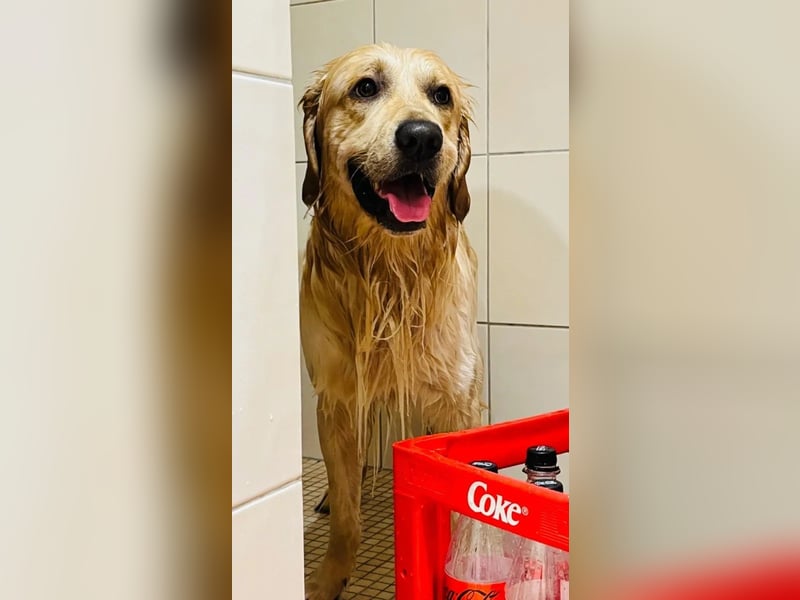 Golden Retriever (Deckrüde) MIT DECKERFAHRUNG!