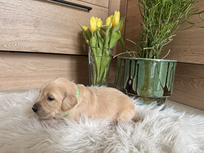 Golden Retriever Welpen aus einer top Verpaarung mit Ahnentafel aus empfehlenswerter Zucht
