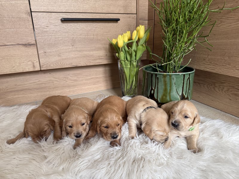 Golden Retriever Welpen aus einer top Verpaarung mit Ahnentafel aus empfehlenswerter Zucht