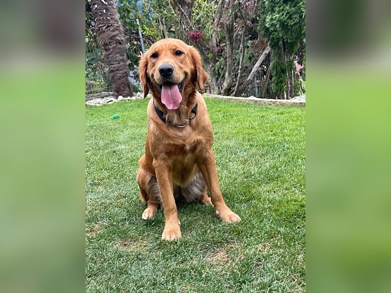 Golden Retriever Welpen aus einer top Verpaarung mit Ahnentafel aus empfehlenswerter Zucht