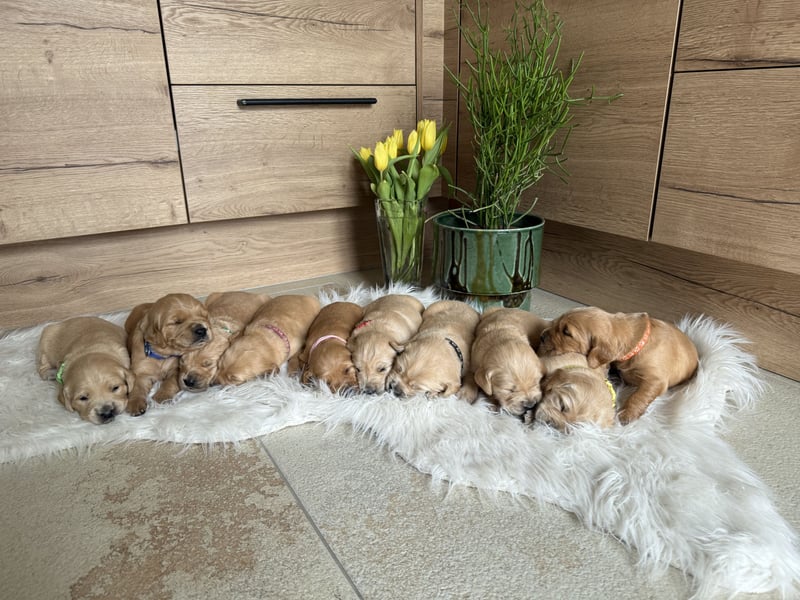 Golden Retriever Welpen aus einer top Verpaarung mit Ahnentafel aus empfehlenswerter Zucht