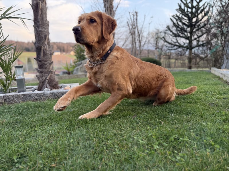 Golden Retriever Welpen aus einer top Verpaarung mit Ahnentafel aus empfehlenswerter Zucht