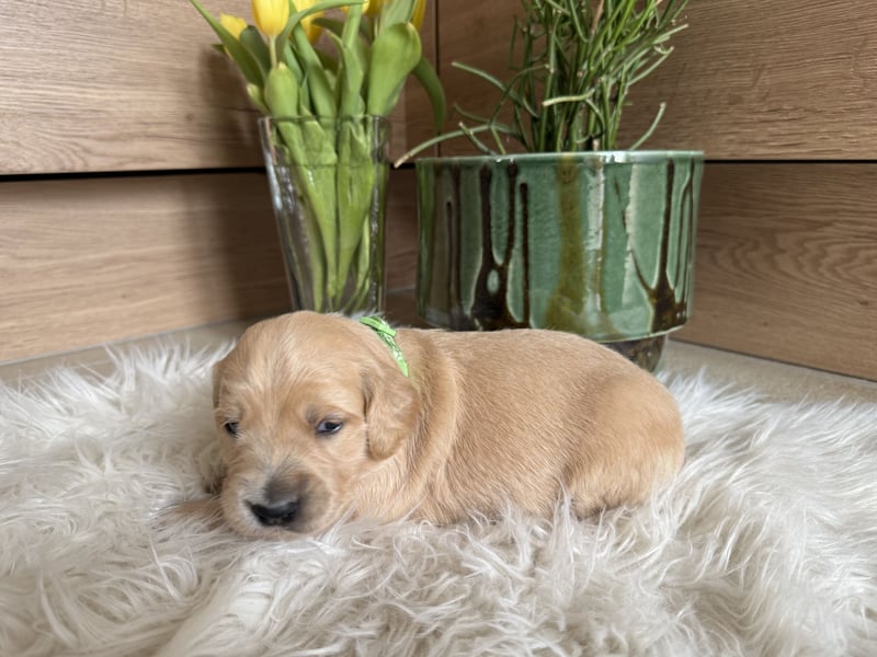 Golden Retriever Welpen aus einer top Verpaarung mit Ahnentafel aus empfehlenswerter Zucht