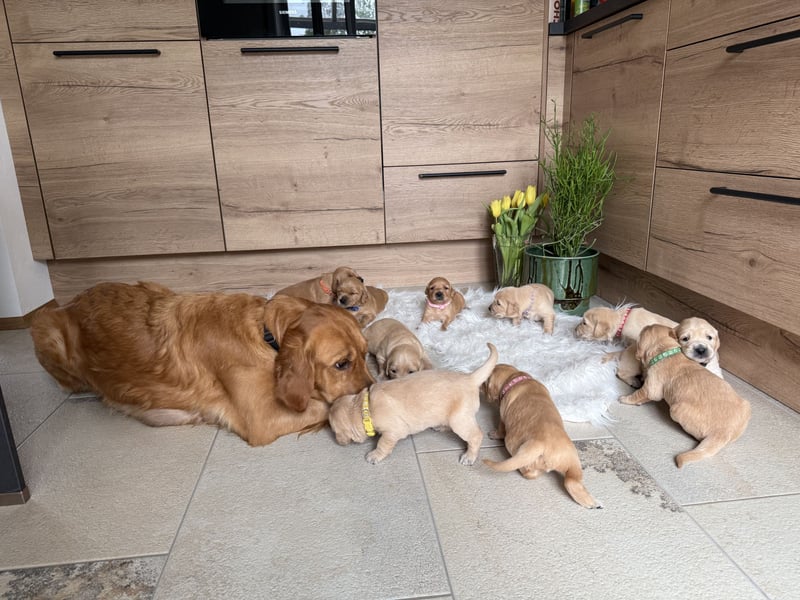 Golden Retriever Welpen aus einer top Verpaarung mit Ahnentafel aus empfehlenswerter Zucht