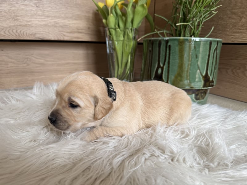 Golden Retriever Welpen aus einer top Verpaarung mit Ahnentafel aus empfehlenswerter Zucht