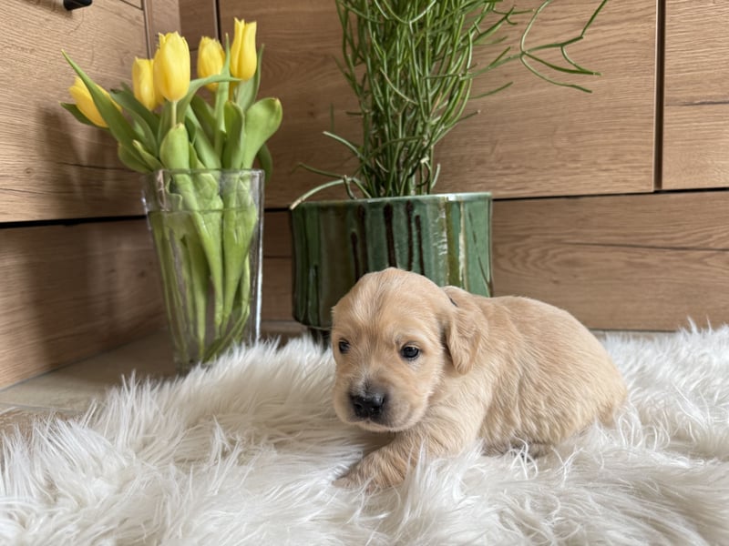 Golden Retriever Welpen aus einer top Verpaarung mit Ahnentafel aus empfehlenswerter Zucht