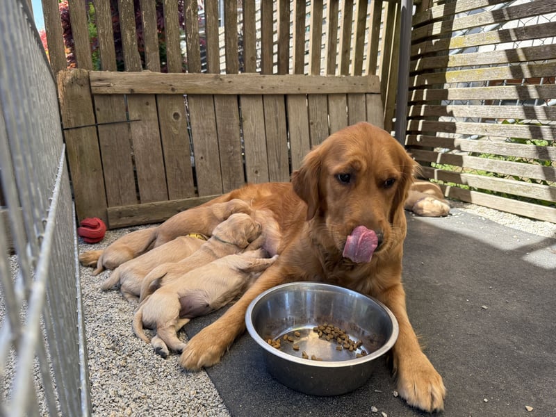 Golden Retriever Welpen aus einer top Verpaarung mit Ahnentafel aus empfehlenswerter Zucht