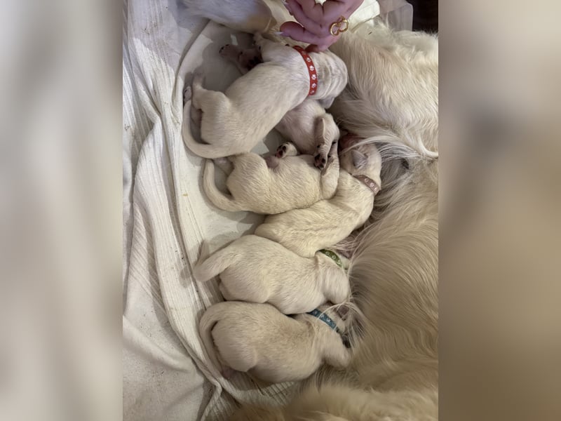 Unsere Golden Retriever Welpen (Beige) sind da!