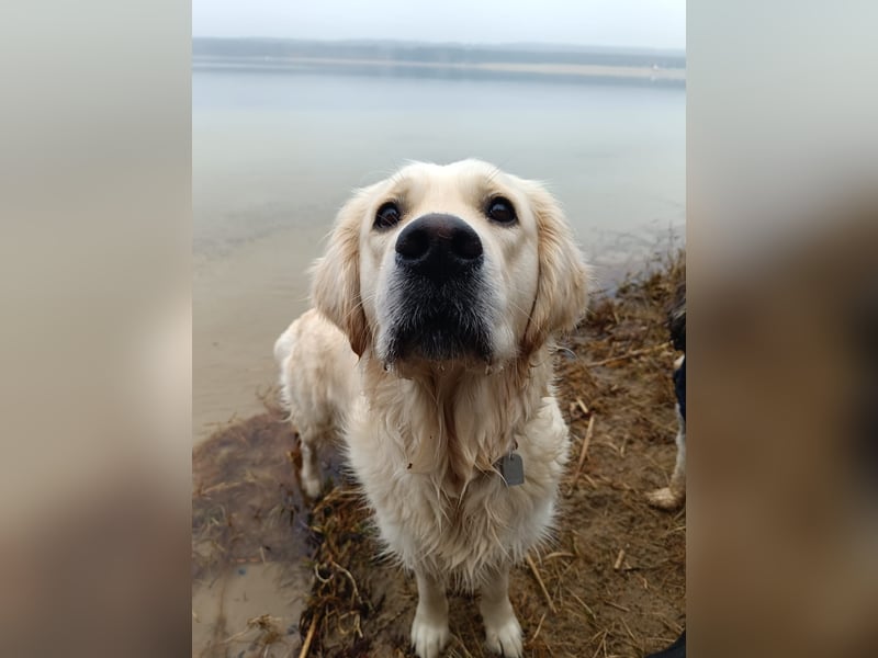 Unsere Golden Retriever Welpen (Beige) sind da!
