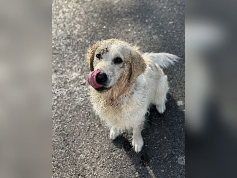 Unsere Golden Retriever Welpen (Beige) sind da!