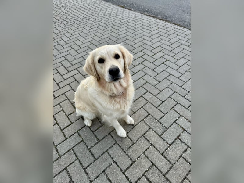 Unsere Golden Retriever Welpen (Beige) sind da!