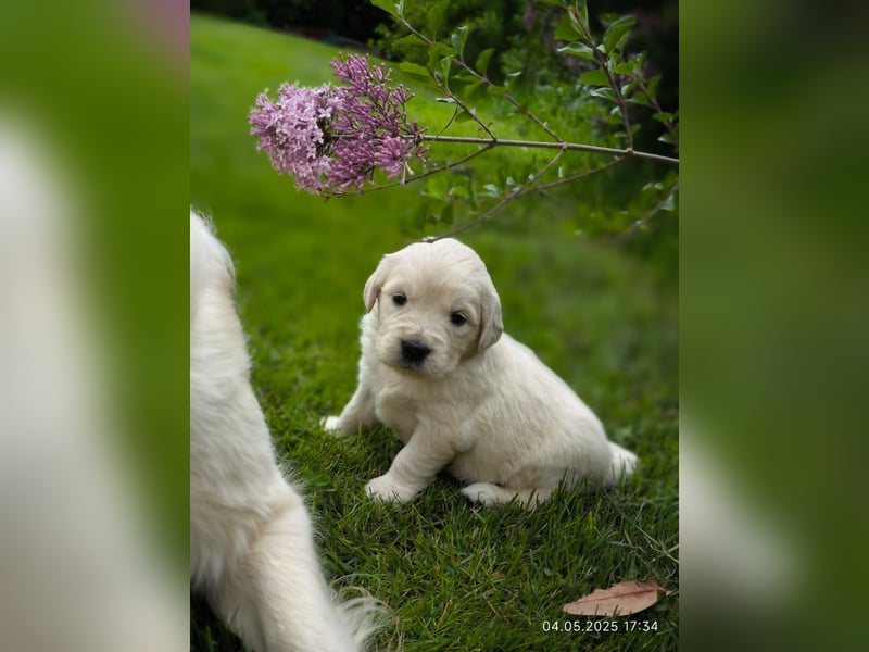 Golden Retriever Welpen