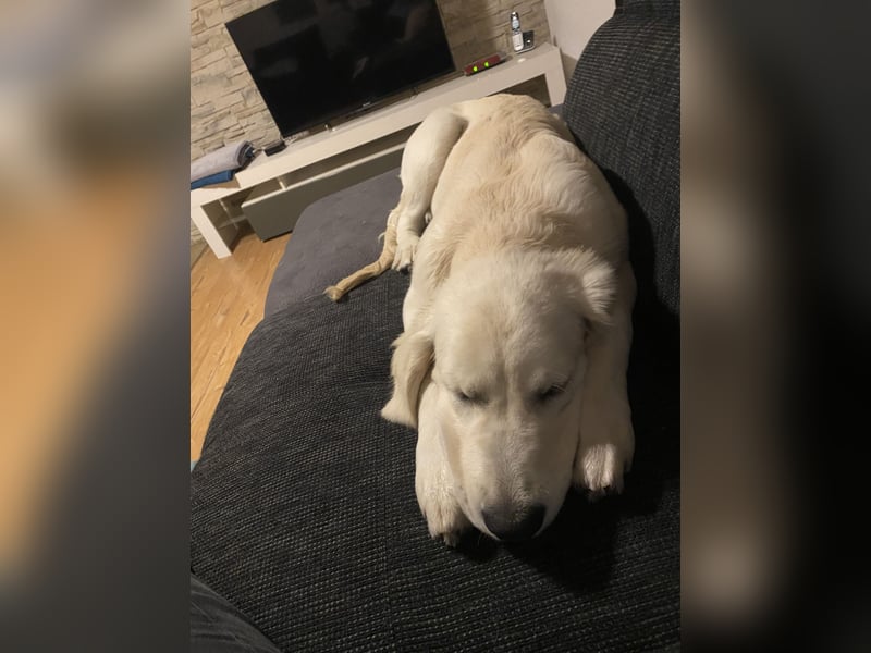 Golden retriever Deckrüde
